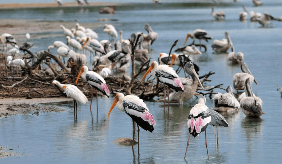 Minneriya National Park