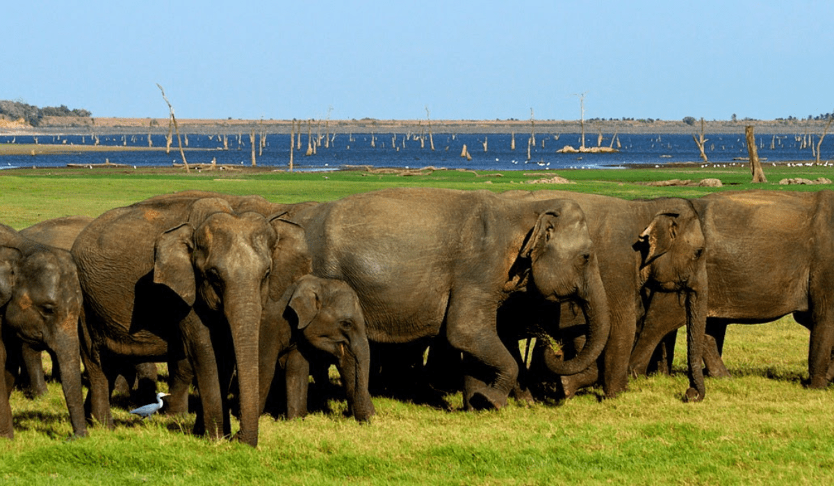 Minneriya National Park