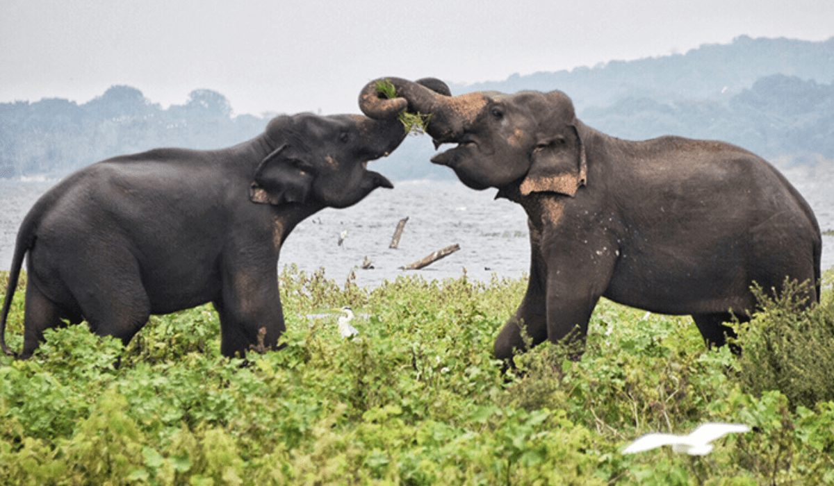 Minneriya National Park