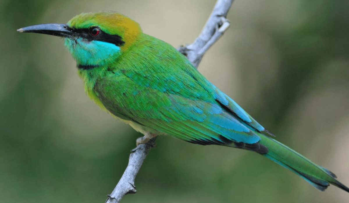 Minneriya National Park