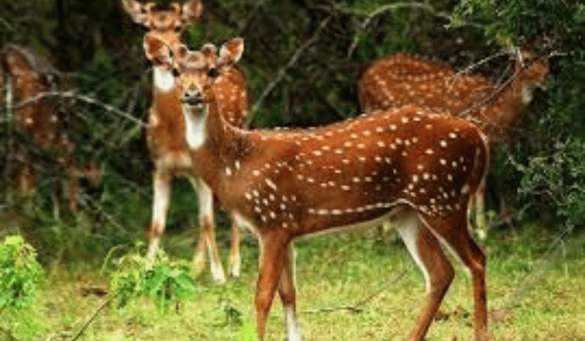 Minneriya National Park