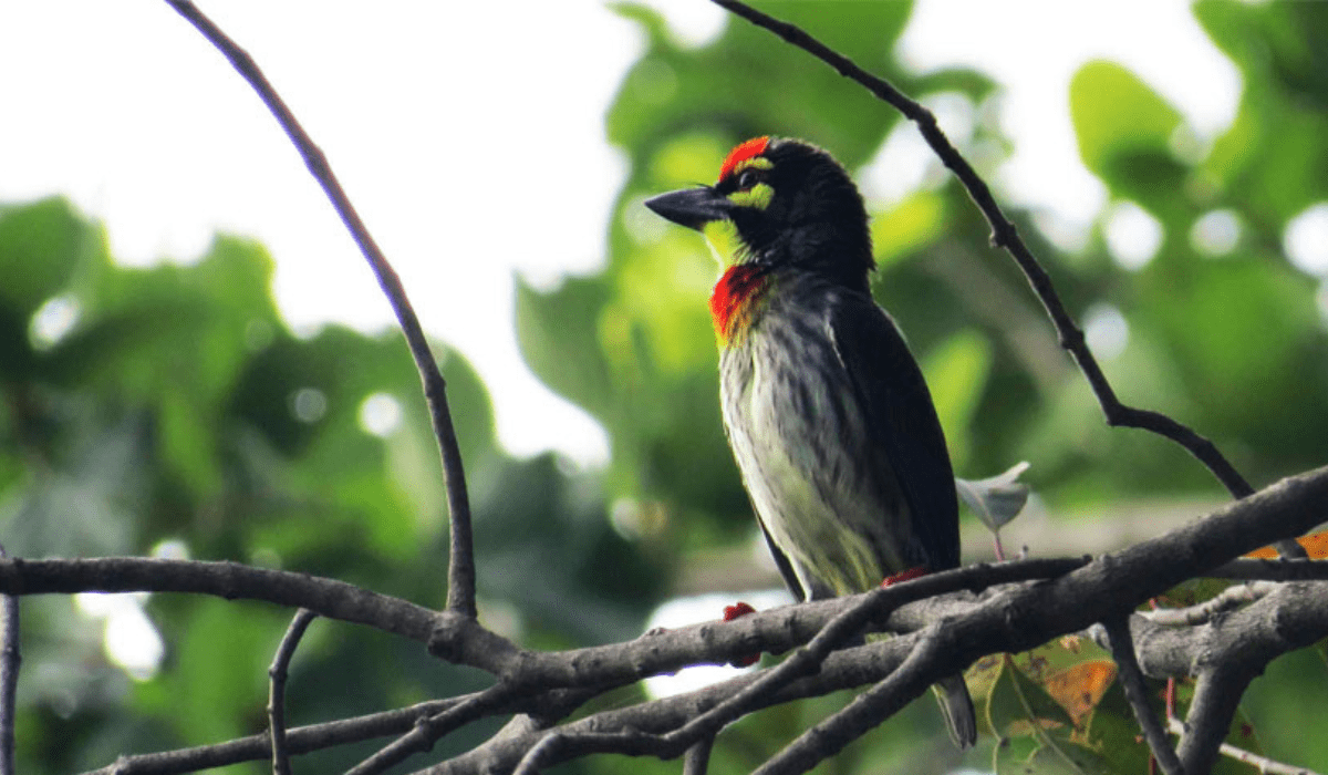 Minneriya National Park