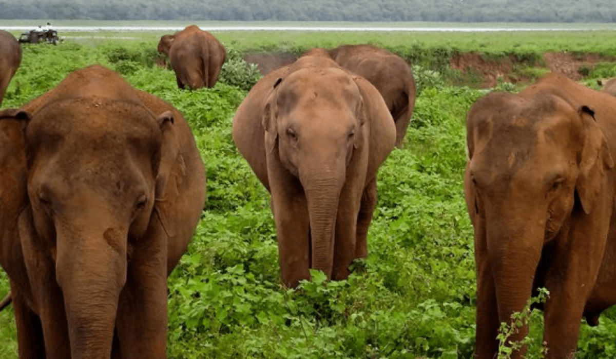 Minneriya National Park