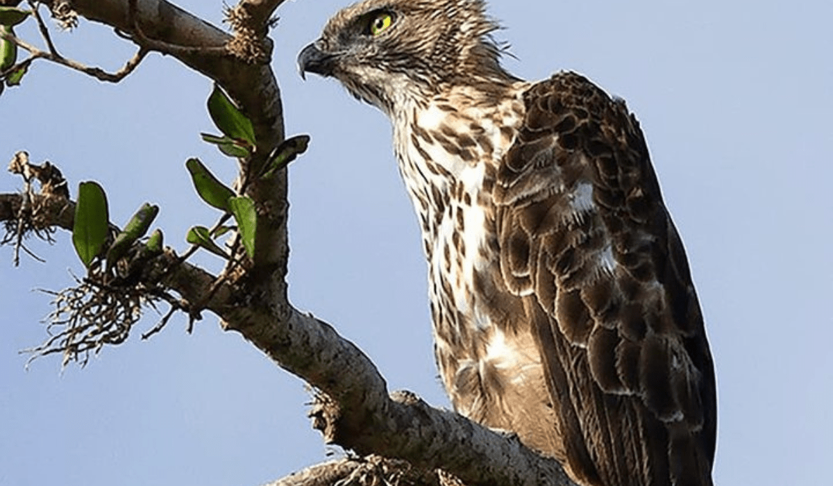 Minneriya National Park