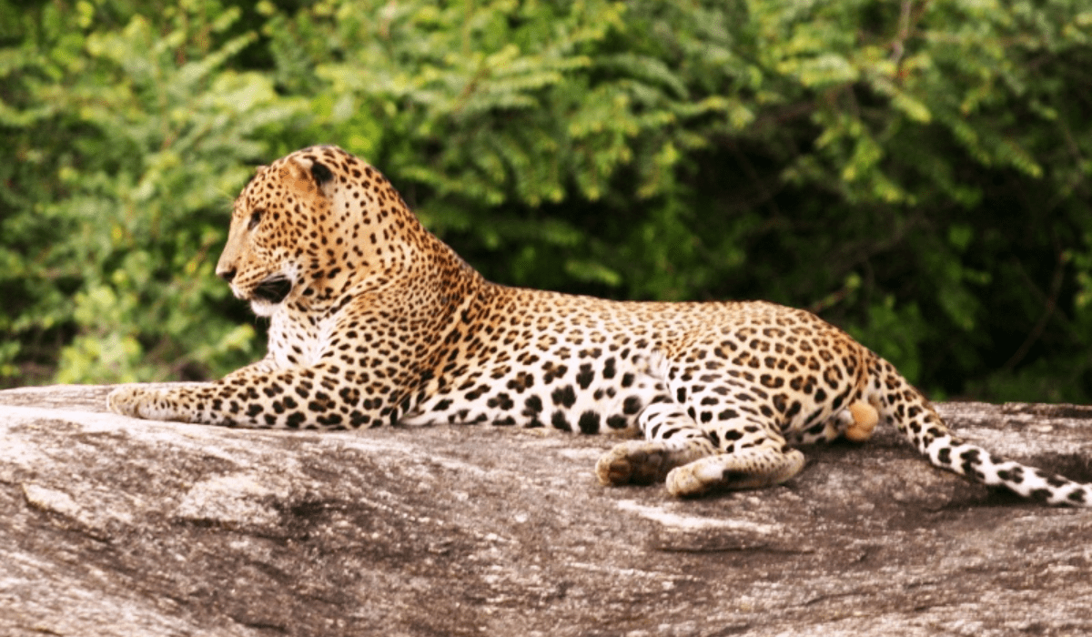 Minneriya National Park