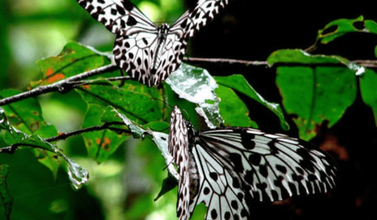 Sinharaja - Sri Lanka