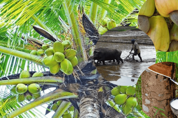 Agriculture in Sri lanka