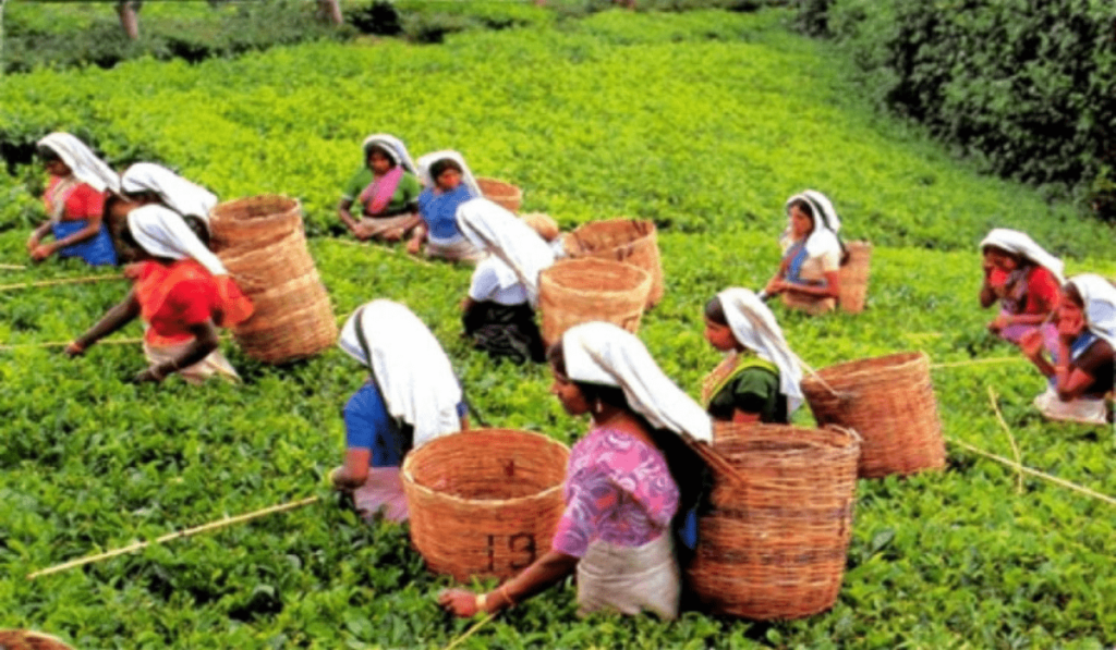 Agriculture in Sri lanka 