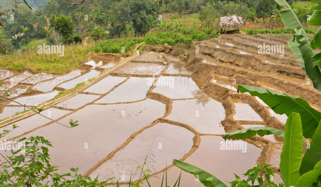 Agriculture in Sri lanka 