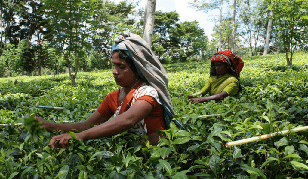 Agriculture in Sri lanka 