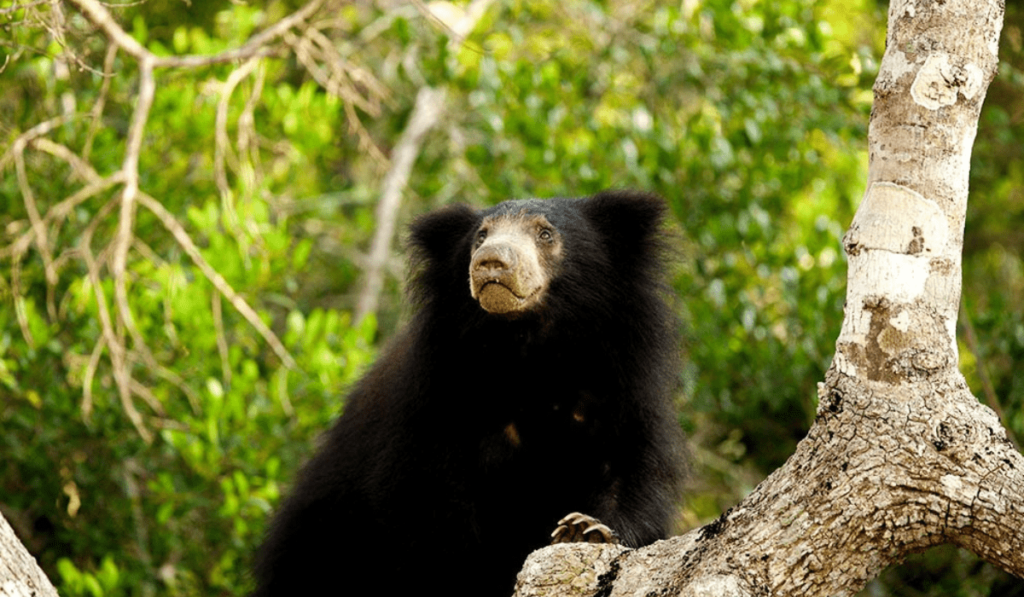 Kumana National Park - Sri Lanka