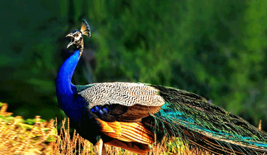 Kumana National Park - Sri Lanka -Birds