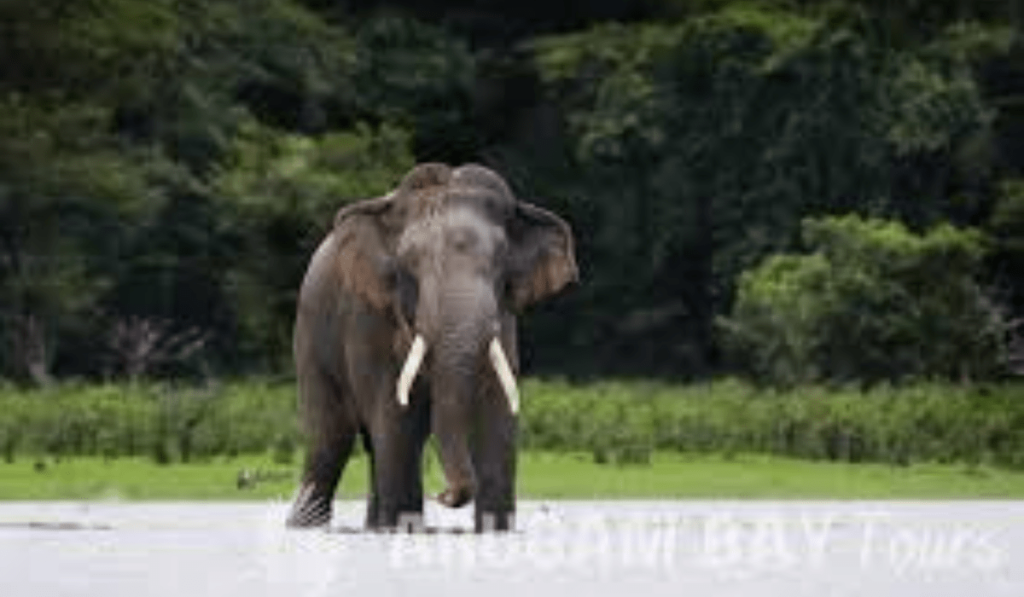 Kumana National Park - Sri Lanka