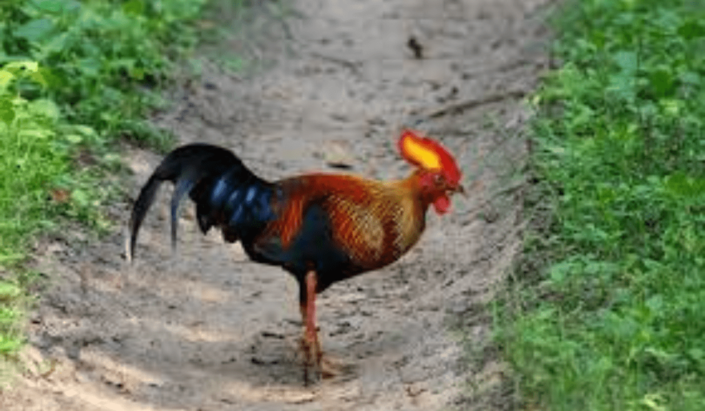 Kumana National Park - Sri Lanka -Birds