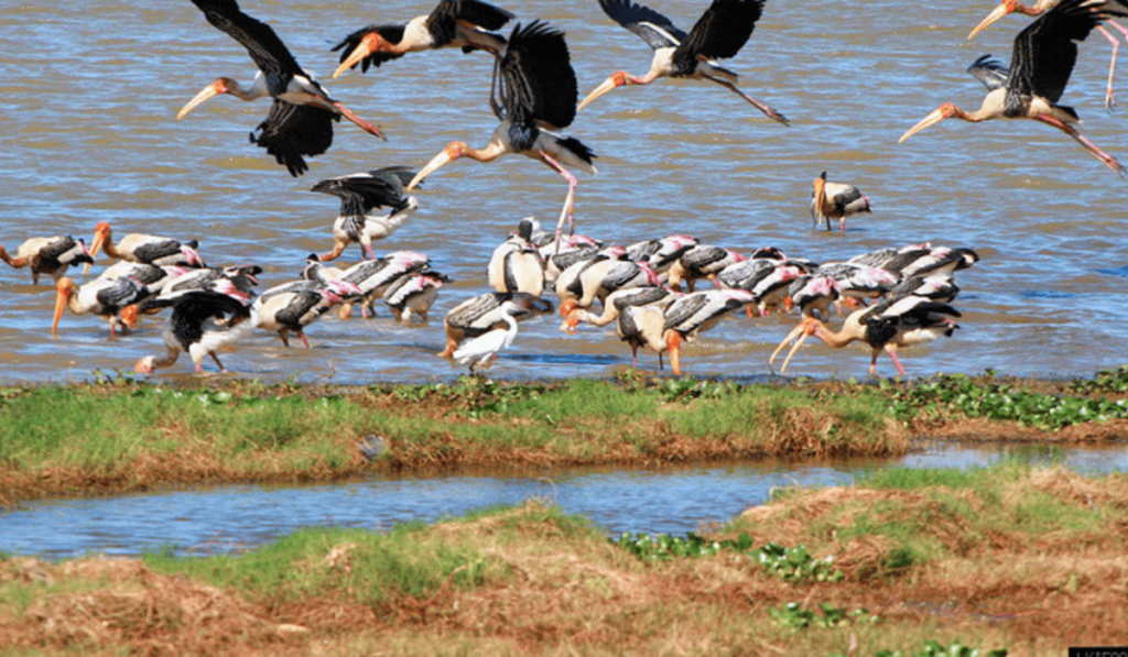 Kumana National Park - Sri Lanka -Birds