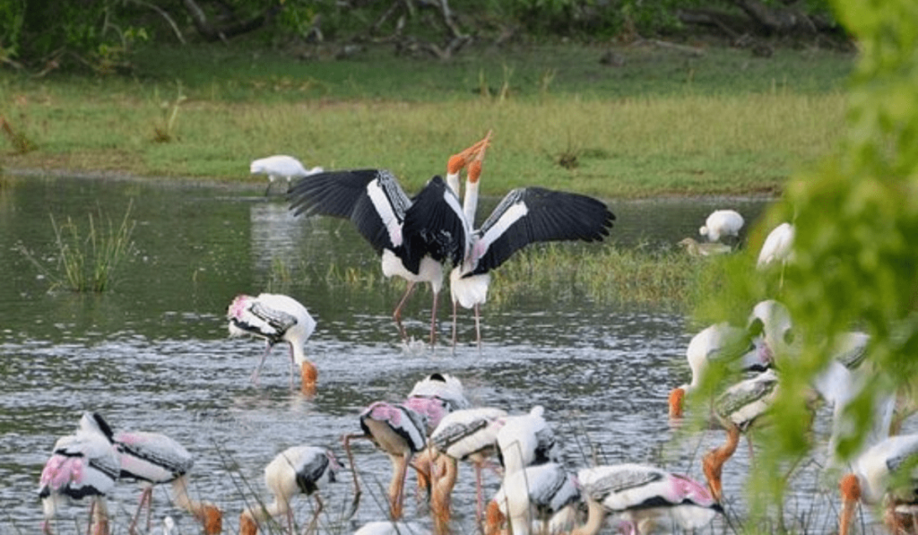 Kumana National Park - Sri Lanka -Birds