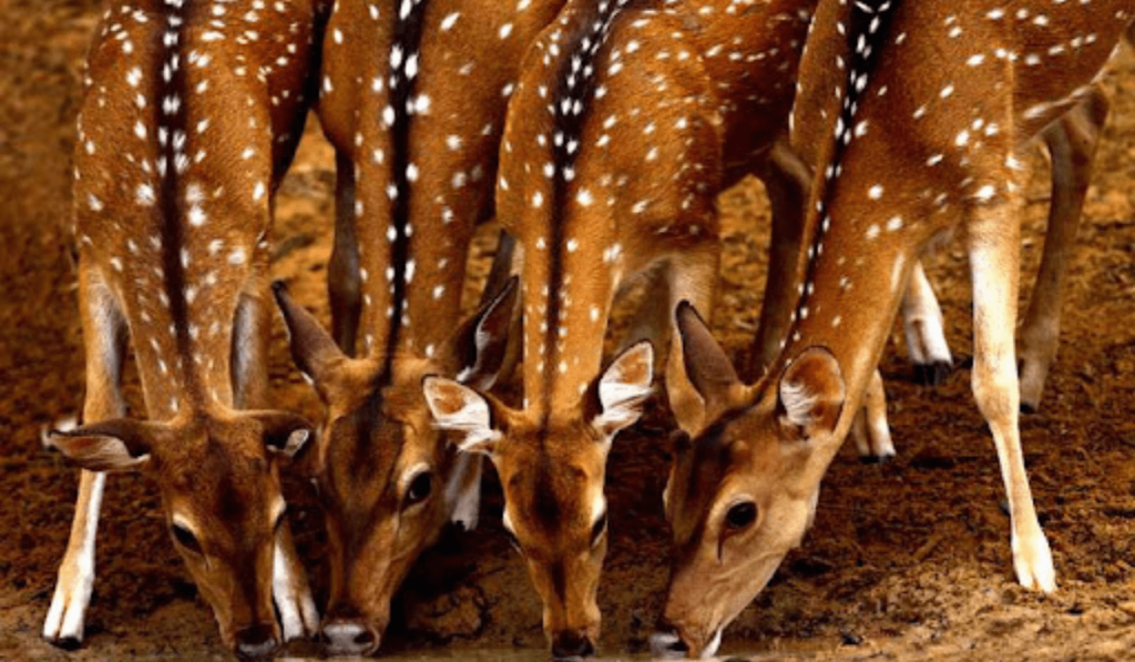 Kumana National Park - Sri Lanka