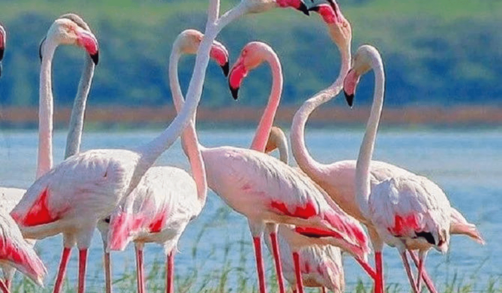 Kumana National Park - Sri Lanka -Birds